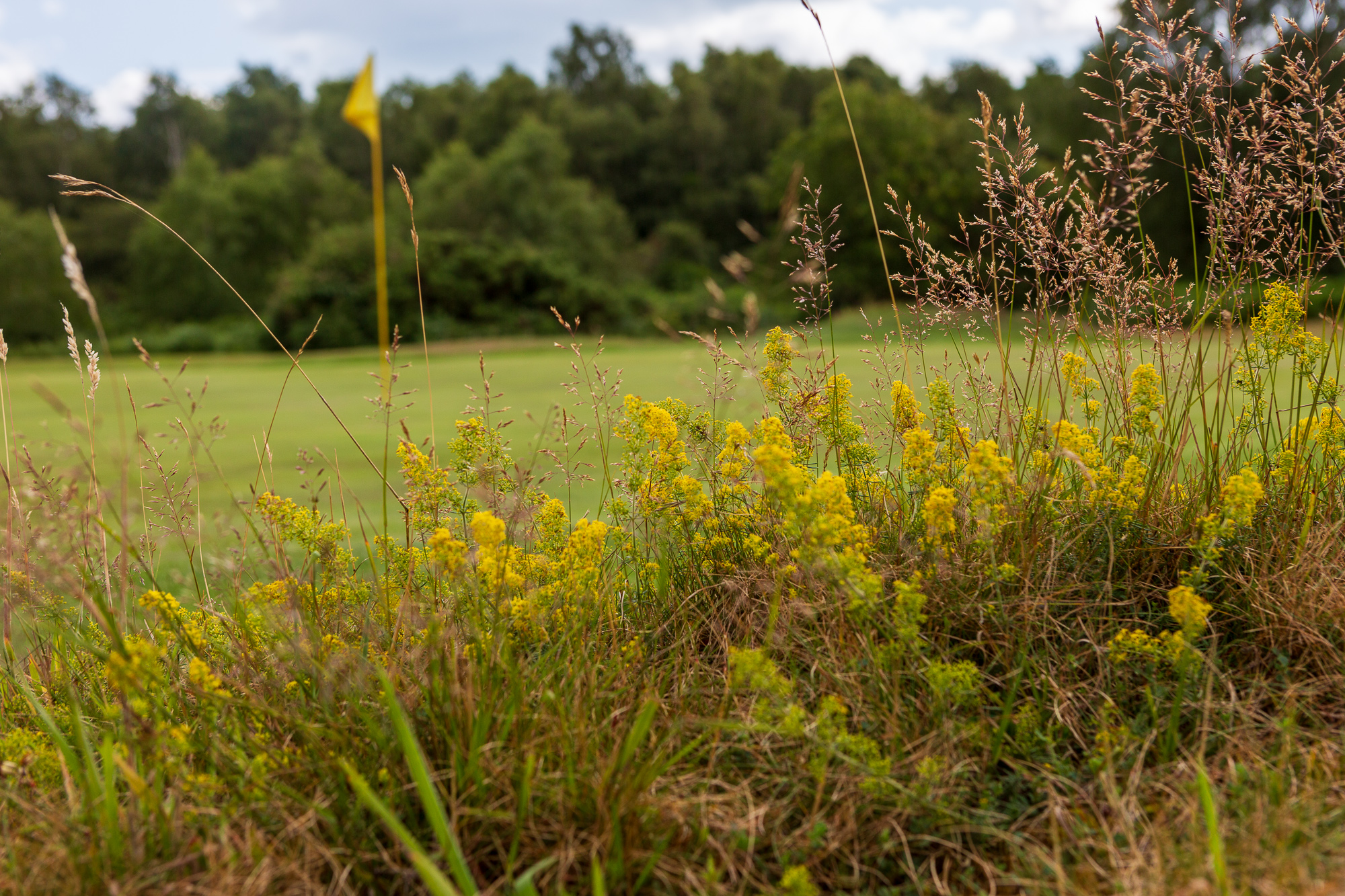 Atractive flora and fauna at Thorpeness Golf Club and Hotel, Suffolk, England. Golf Planet Holidays
