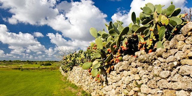 Acaya Golf Course-10326