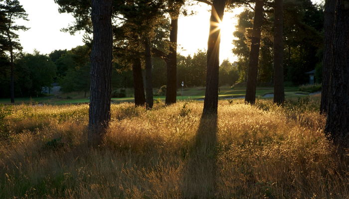 Deep rough at Moortown Golf Club, Leeds, Yorkshire, England