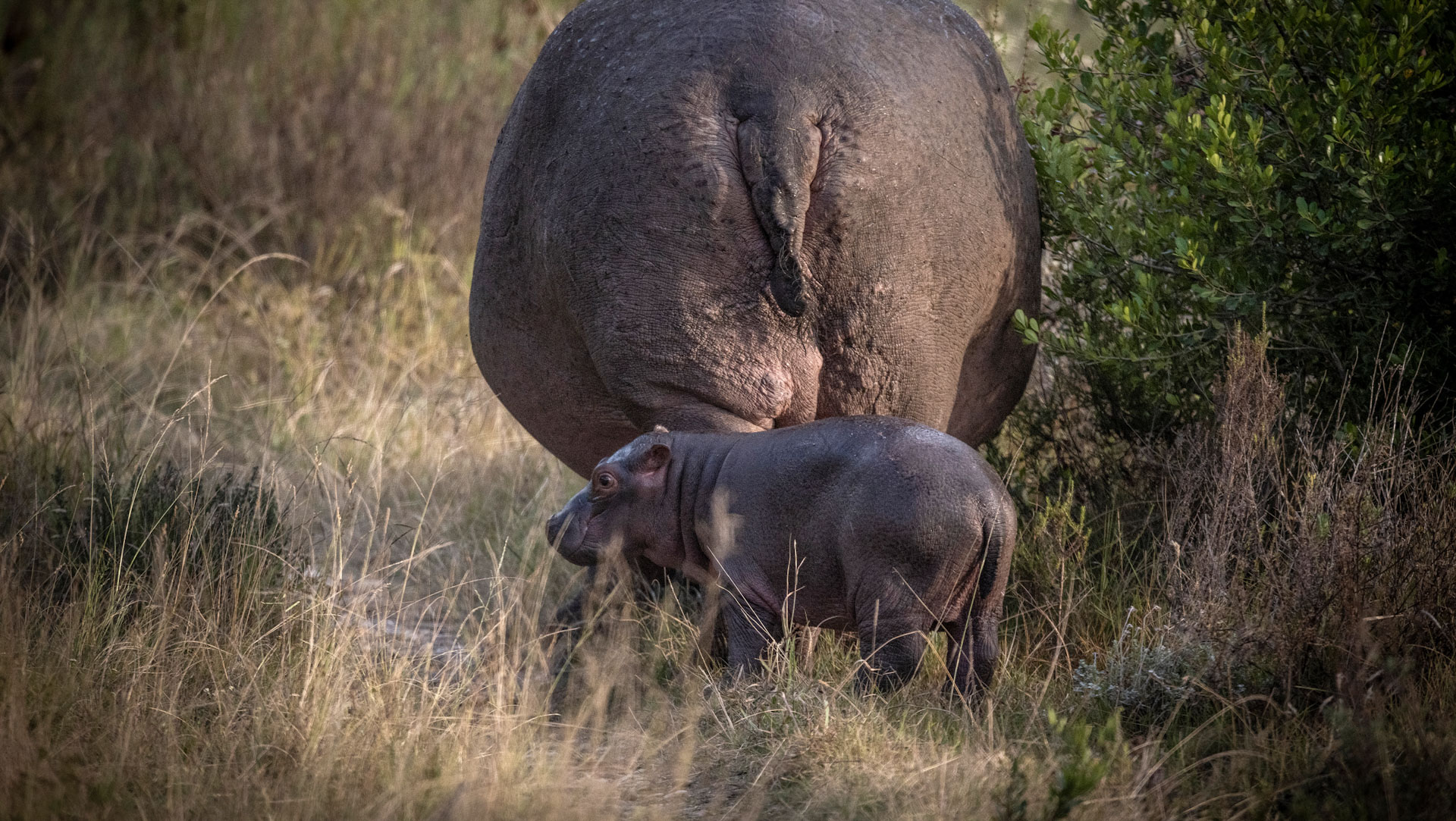 Watch out for the hippos at Gondwana Game Reserve, South Africa