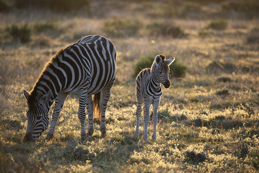Zebra mare and foal enjoying the sunshine at Gondwana Game Reserve, South Africa