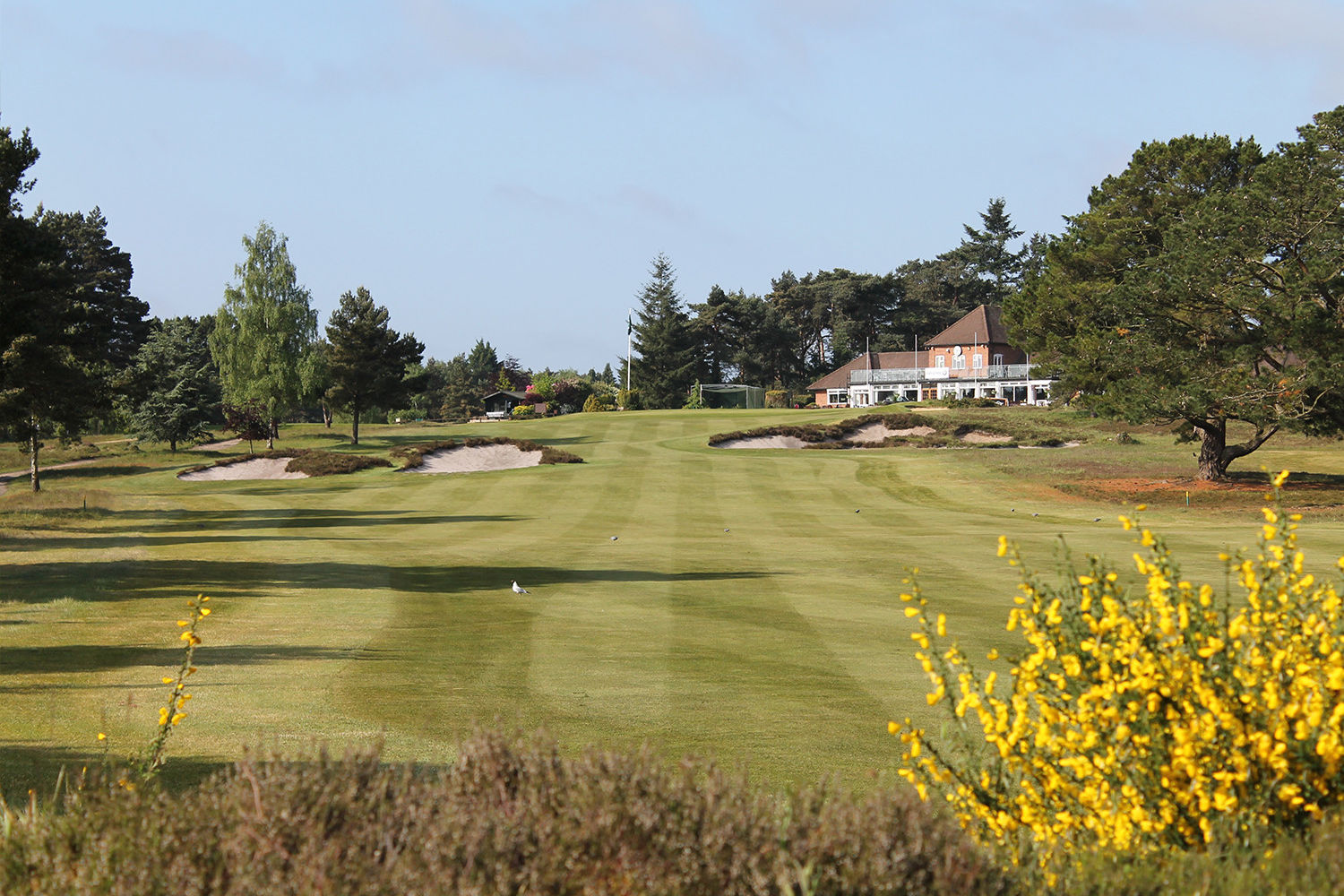 Ferndown Golf Club, Dorset