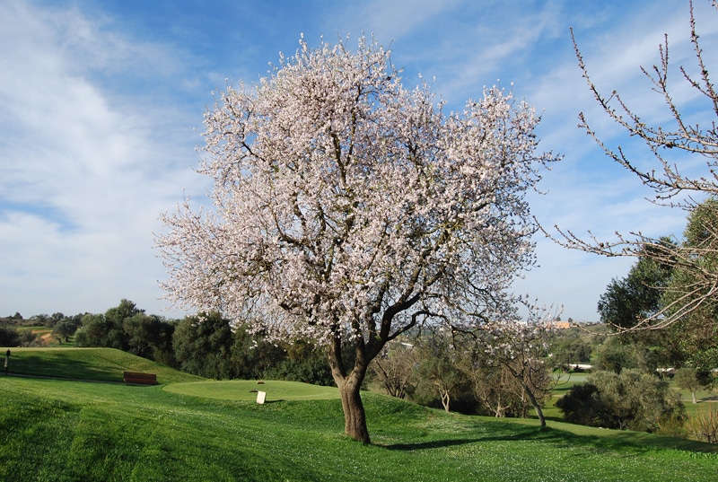 Pestana Vale da Pinta Golf Course-8192