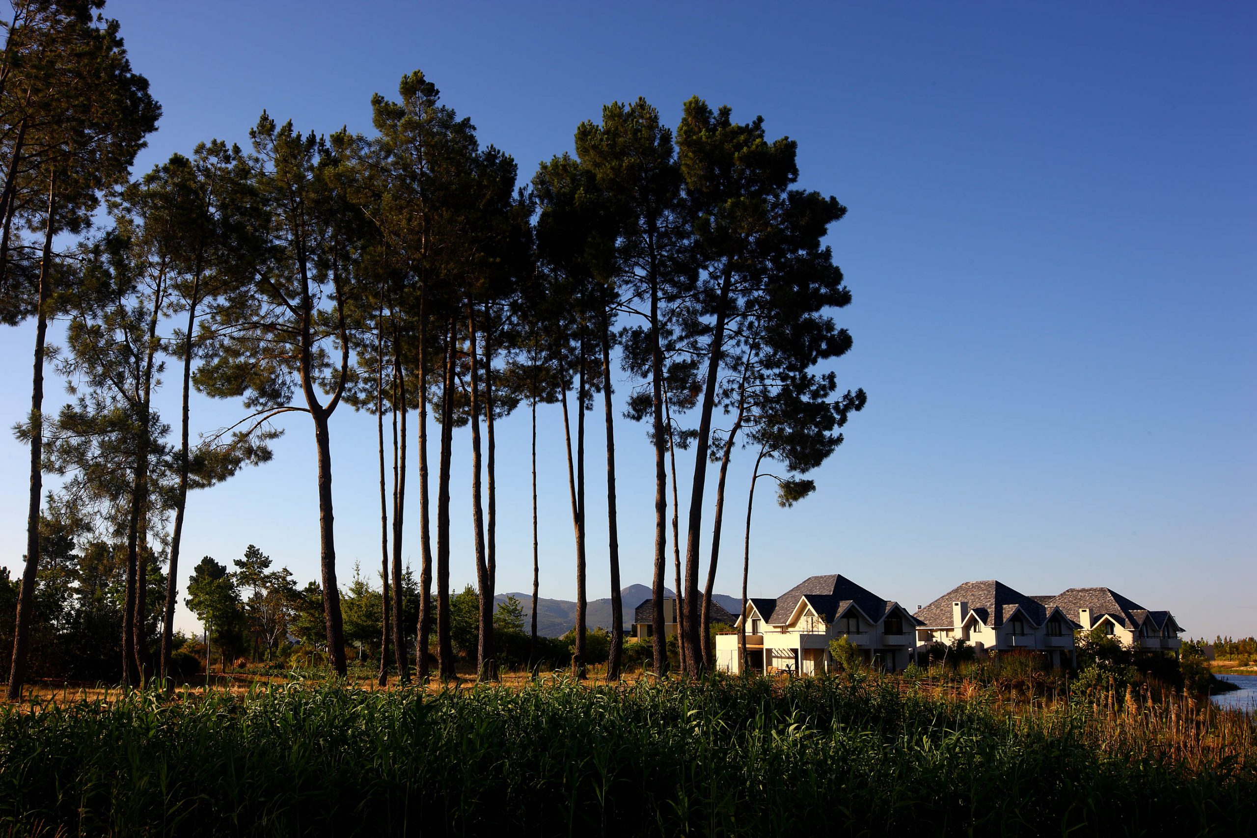Imposing trees around Pearl Valley Golf course, Paarl, South Africa