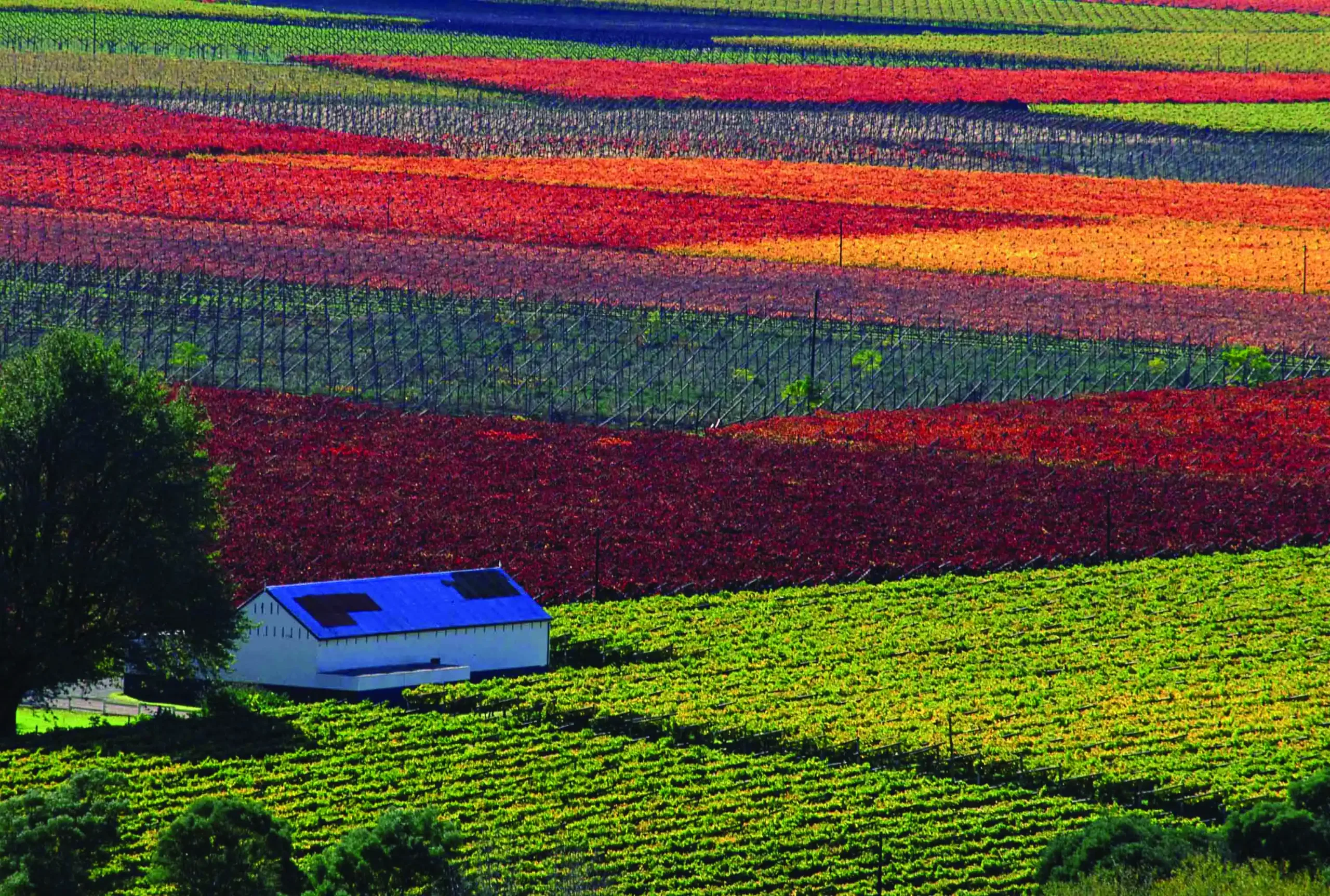 Taste the Southern African winelands on a sightseeing tour with Golf Planet Holidays