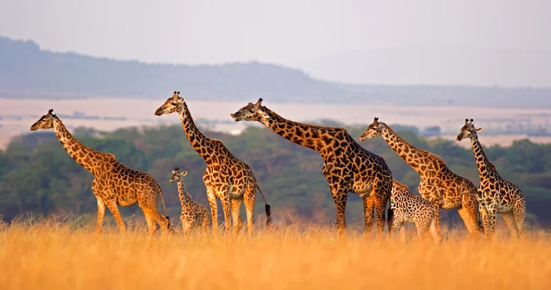 Enjoy a safari excursion on the Western Cape, South Africa with Golf Planet Holidays