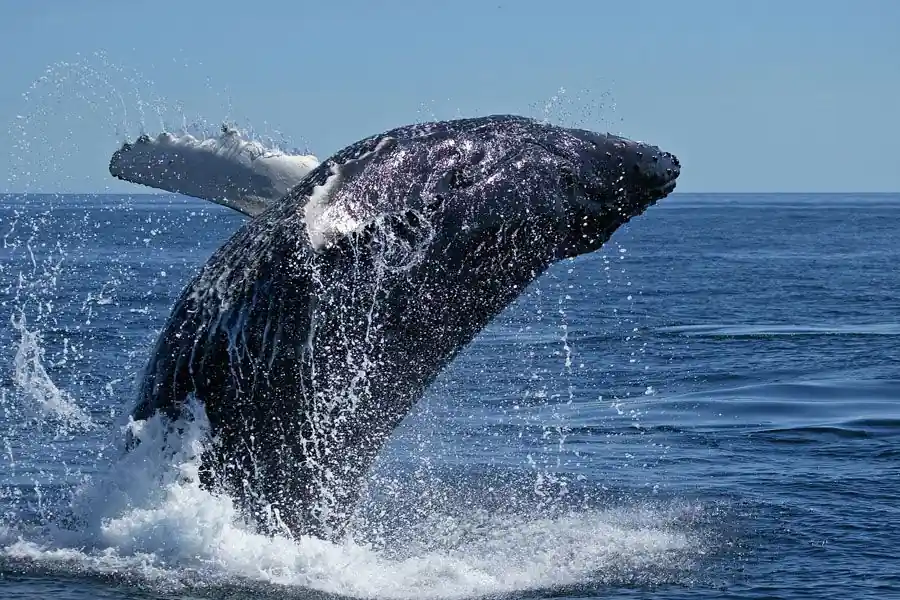 Enjoy a whale watching excursion on the Western Cape, South Africa. Golf Planet Holidays.